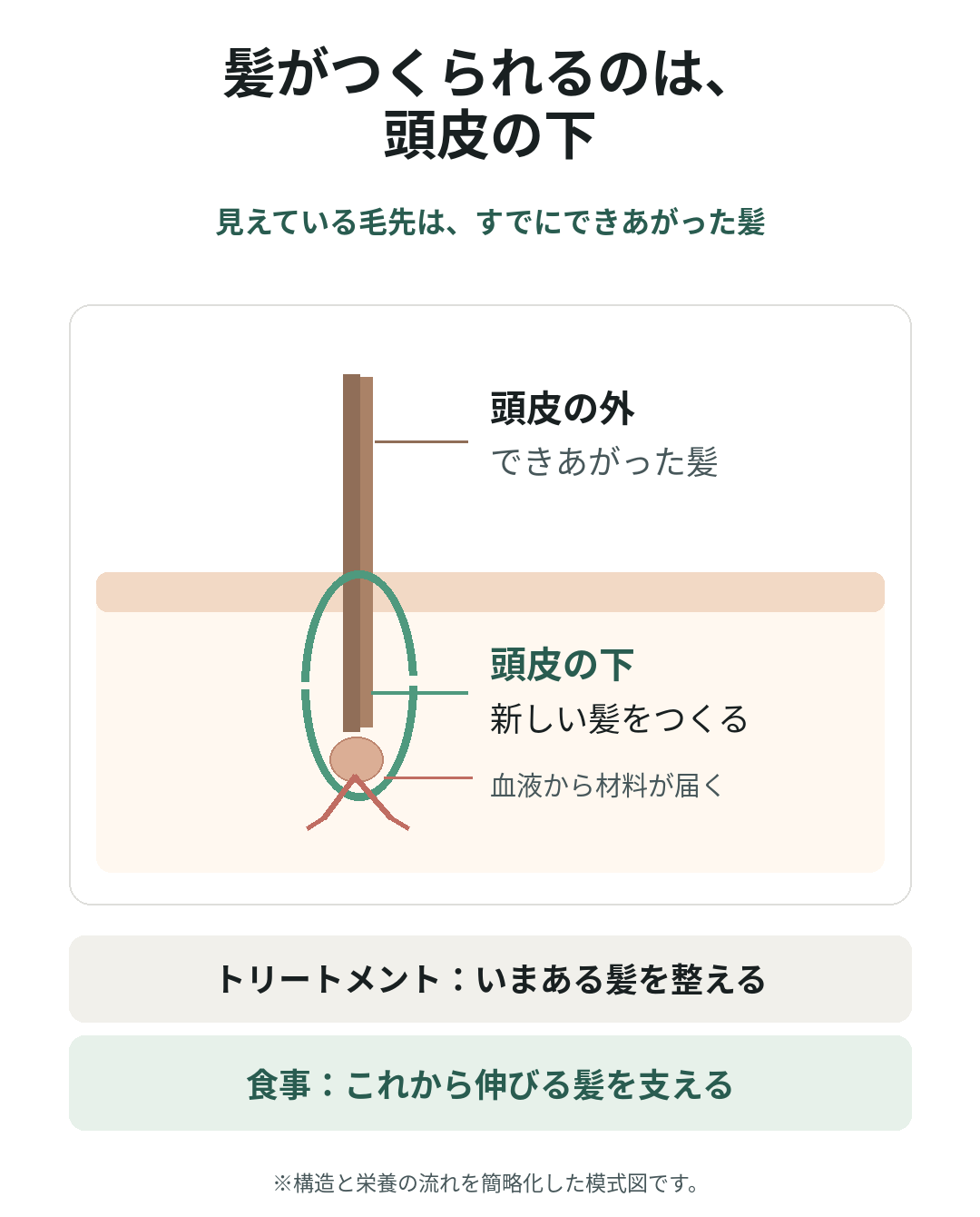 髪がつくられるのは頭皮の下
